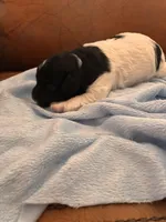 Konas boy, a male Cavapoo for sale in Carthage, TN – Photo 8 of 9