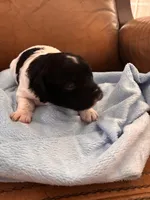 Konas boy, a male Cavapoo for sale in Carthage, TN – Photo 4 of 9