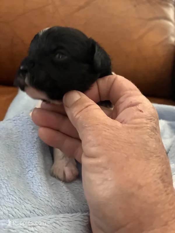 Konas boy – Cavapoo puppy for sale in Carthage, TN