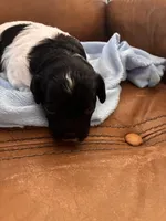 Konas boy, a male Cavapoo for sale in Carthage, TN – Photo 3 of 9