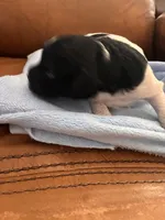 Konas boy, a male Cavapoo for sale in Carthage, TN – Photo 5 of 9