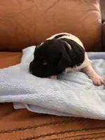 Konas boy, a male Cavapoo for sale in Carthage, TN – Photo 9 of 9