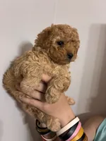 Darkest buff girl, a female Cavapoo for sale in Carthage, TN – 5 of 10