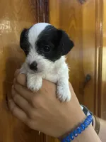 Lots of spots, a male Chipoo for sale in Carthage, TN – 7 of 10