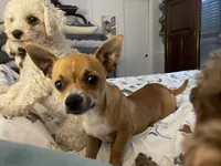 Poppy, a male Chihuahua for sale in Carthage, TN – 9 of 10