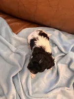 Sallys brown & white boy, a male Cavapoo for sale in Carthage, TN – Photo 10 of 10