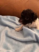 Sallys brown & white boy, a male Cavapoo for sale in Carthage, TN – Photo 8 of 10