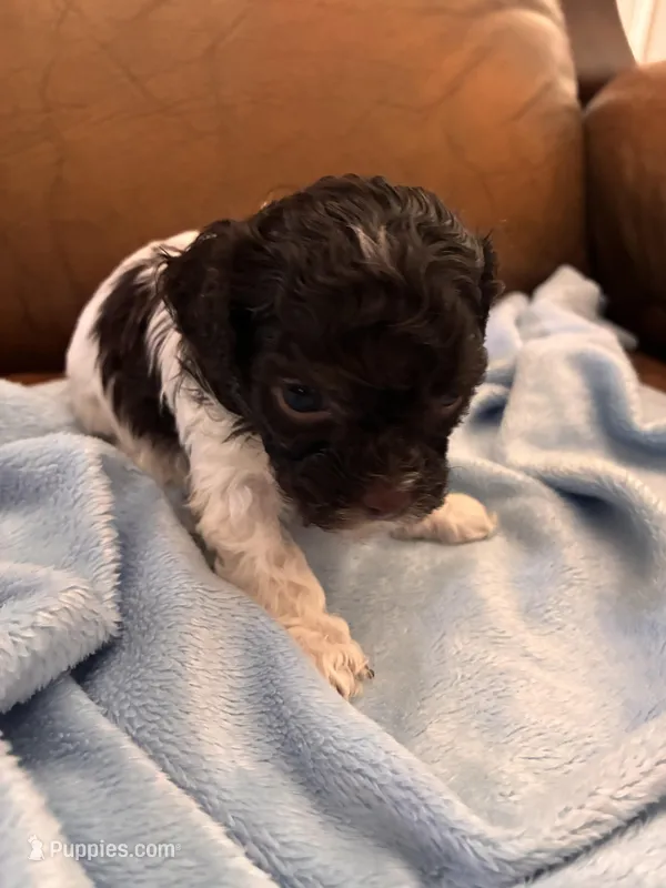 Sallys brown & white boy – Cavapoo puppy for sale in Carthage, TN