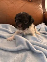 Sallys brown & white boy, a male Cavapoo for sale in Carthage, TN – Photo 7 of 10