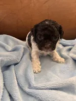 Sallys brown & white boy, a male Cavapoo for sale in Carthage, TN – Photo 6 of 10