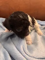 Sallys brown & white boy, a male Cavapoo for sale in Carthage, TN – Photo 3 of 10