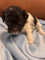 Sallys brown & white boy, a male Cavapoo for sale in Carthage, TN – Photo 2 of 10