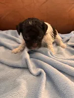 Sallys brown & white boy, a male Cavapoo for sale in Carthage, TN – Photo 9 of 10