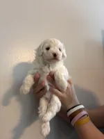 Marshes white boy, a male Poodle - Toy  for sale in Carthage, TN – 2 of 10
