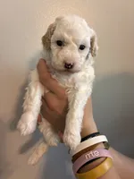 Marshes Spots pup, a male Poodle - Toy  for sale in Carthage, TN – 3 of 10