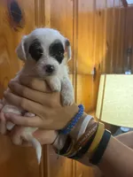 Black eye spots, a male Chipoo for sale in Carthage, TN – 4 of 10
