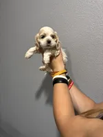 Cream and white girl, a female Cocker Spaniel for sale in Carthage, TN – 6 of 10