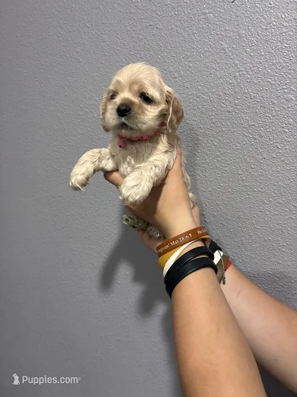 Pink collar girl – Cocker Spaniel puppy for sale in Carthage, TN
