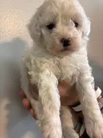 Marshes girl pup, a female Poodle - Toy  for sale in Carthage, TN – 10 of 10
