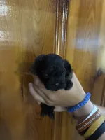 Brown boy, a male Shihpoo for sale in Carthage, TN – 3 of 10