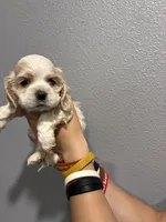 Cream and white girl, a female Cocker Spaniel for sale in Carthage, TN – 2 of 10