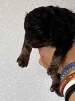 Cavapoo boy, a male Cavapoo for sale in Carthage, TN – 8 of 9