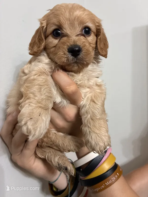 Less curly girl – Cavapoo puppy for sale in Carthage, TN
