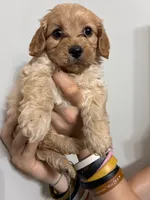 Less curly girl, a female Cavapoo for sale in Carthage, TN – 1 of 10