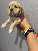 Purple collar girl, a female Cocker Spaniel for sale in Carthage, TN – 7 of 10