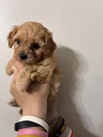 Medium buff girl, a female Cavapoo for sale in Carthage, TN – 6 of 9