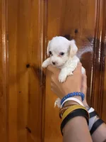 All white boy, a male Chipoo for sale in Carthage, TN – 9 of 10