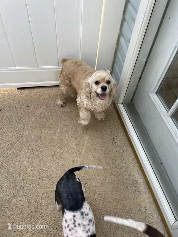 Georgia  – Cocker Spaniel puppy for sale in Carthage, TN