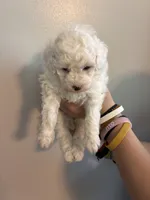 Marshes girl pup, a female Poodle - Toy  for sale in Carthage, TN – 7 of 10