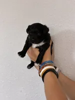 Cavapoo Girl, a female Cavapoo for sale in Carthage, TN – 8 of 10