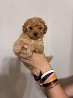 Darkest buff girl, a female Cavapoo for sale in Carthage, TN – 6 of 10