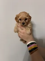 Medium buff girl, a female Cavapoo for sale in Carthage, TN – 8 of 9