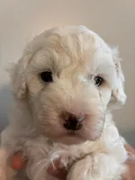 Marshes white boy, a male Poodle - Toy  for sale in Carthage, TN – 3 of 10