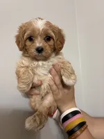 Cavapoo white forhead, a female Cavapoo for sale in Carthage, TN – 3 of 10