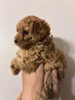 Darkest buff girl, a female Cavapoo for sale in Carthage, TN – 3 of 10