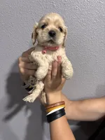 Pink collar girl, a female Cocker Spaniel for sale in Carthage, TN – 8 of 10