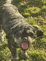 Joe, a male Cavapoo for sale in Carthage, TN – 4 of 10