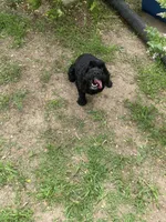 Laken, a female Cocker Spaniel for sale in Carthage, TN – 5 of 10