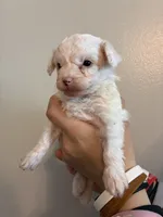 Marshes tiny boy, a male Poodle - Toy  for sale in Carthage, TN – 9 of 10