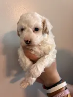 Marshes Spots pup, a male Poodle - Toy  for sale in Carthage, TN – 5 of 10