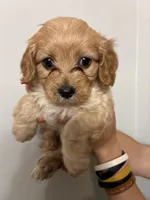 Less curly girl, a female Cavapoo for sale in Carthage, TN – 3 of 10