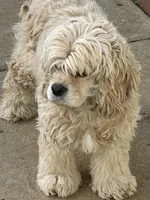 Georgia , a female Cocker Spaniel for sale in Carthage, TN – 5 of 8