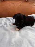 Sallys white paws, a male Cavapoo for sale in Carthage, TN – Photo 2 of 8