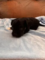 Sallys white paws, a male Cavapoo for sale in Carthage, TN – Photo 4 of 8