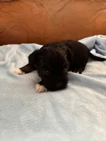 Sallys white paws, a male Cavapoo for sale in Carthage, TN – Photo 8 of 8