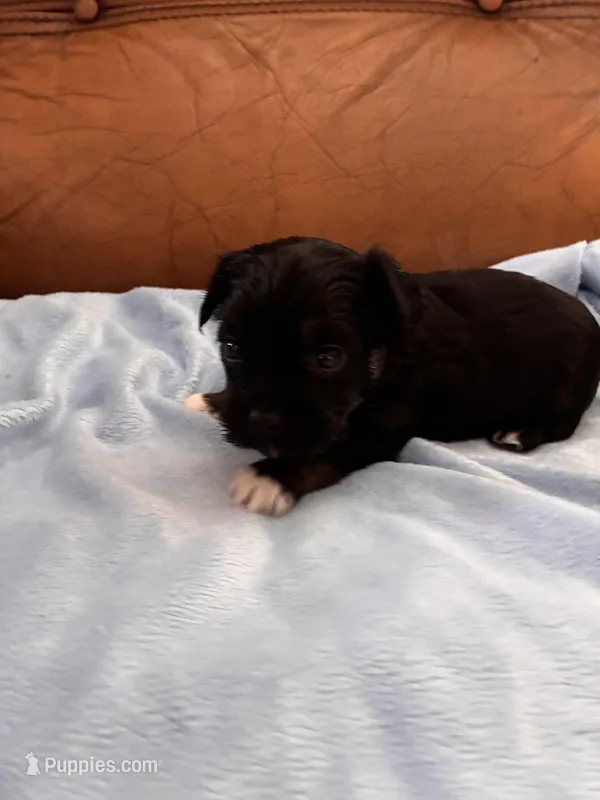 Sallys white paws – Cavapoo puppy for sale in Carthage, TN